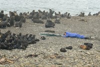 Спасение тюленей, Фото: 13