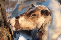 Якутские олени обживаются на севере Сахалина: фоторепортаж из Ногликского района, Фото: 11