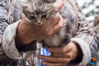 В рамках выставки беспородных собак в Южно-Сахалинске 8 питомцев обрели хозяев, Фото: 180