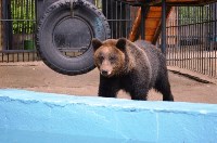 Медведица Юлька празднует ровно год после новоселья в сахалинском зоопарке, Фото: 5