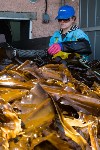 Сахалинский колхоз имени Кирова возобновил промысловую добычу морской капусты, Фото: 5