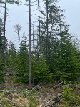 Лес в Корсаковском районе, который якобы восстановили, Фото: 2