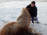 Морского льва спасли сотрудники фонда «Зеленый Сахалин», Фото: 3