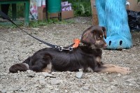 В рамках выставки беспородных собак в Южно-Сахалинске 8 питомцев обрели хозяев, Фото: 249