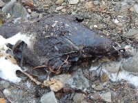 Умерших от нефтепродуктов птиц обнаружили на западном побережье Сахалина, Фото: 2