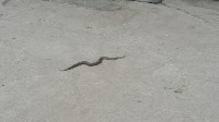 Еще одна ядовитая змея испугала горожан в центре Южно-Сахалинска , Фото: 3