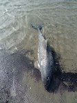 Детеныша дельфина выбросило на берег моря в Холмском районе, Фото: 2