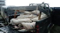 Десять тонн лосося изъяли у сахалинских браконьеров за неделю, Фото: 3