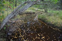 Дефицит кеты отмечен в реках Тунайчи, Фото: 4