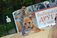 В рамках выставки беспородных собак в Южно-Сахалинске 8 питомцев обрели хозяев, Фото: 108