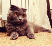 На конкурс astv.ru прислали больше ста фото теплолюбивых сахалинских котиков, и они потрясающие, Фото: 38