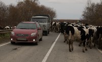 Переход молочного скота в зимние стойла завершился на Сахалине, Фото: 16