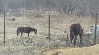 Две лошади самостоятельно ищут пропитание на окраине Южно-Сахалинска, Фото: 2