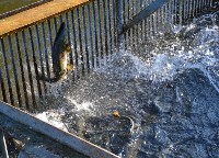 Рыбзавод в Холмском районе оплодотворит 15 миллионов икринок кеты, Фото: 5