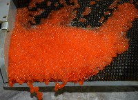 Рыбзавод в Холмском районе оплодотворит 15 миллионов икринок кеты, Фото: 3