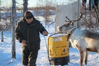 Якутские олени обживаются на севере Сахалина: фоторепортаж из Ногликского района, Фото: 99