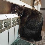 На конкурс astv.ru прислали больше ста фото теплолюбивых сахалинских котиков, и они потрясающие, Фото: 105