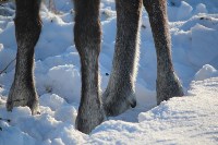 Якутские олени обживаются на севере Сахалина: фоторепортаж из Ногликского района, Фото: 108