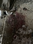 Убийство собаки в Холмске, Фото: 1