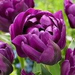 Совхоз "Тепличный" вырастил необычные тюльпаны к 8 марта, Фото: 1