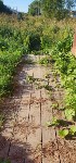 Травой зарос проход к частным домам в Тымовском, Фото: 3