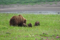Медведица с малышами на Парамушире, Фото: 2