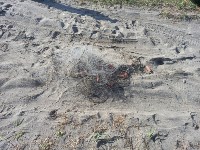 Браконьера с кетой задержали в залива Анива, Фото: 2