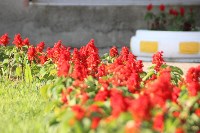 В Томари дополнительно высадили около четырех тысяч цветов, Фото: 4