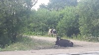 Toyota Crown сбила корову в районе свалки Южно-Сахалинска, Фото: 6