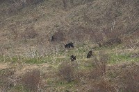 Сахалинцы встретили семью медведей, Фото: 2
