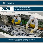 В 2024 году в районах Сахалинской области планируют продать 1500 тонн дешёвой свежей рыбы, Фото: 5