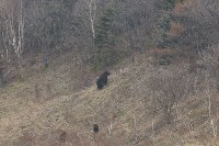 Сахалинцы встретили семью медведей, Фото: 3