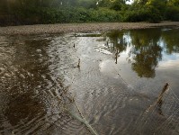 Горбушевая путина оставила пустыми реки юго-запада Сахалина, Фото: 3