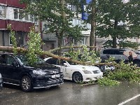 Дерево рухнуло на три автомобиля в Южно-Сахалинске, Фото: 4