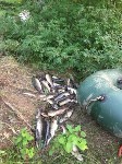 Факты незаконного вылова ценных пород рыбы зафиксировали в Охинском районе, Фото: 12