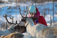Якутские олени обживаются на севере Сахалина: фоторепортаж из Ногликского района, Фото: 64