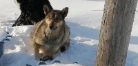 На Сахалине спасли беременную собаку с капканом на лапе, Фото: 7