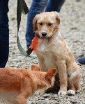 В рамках выставки беспородных собак в Южно-Сахалинске 8 питомцев обрели хозяев, Фото: 201