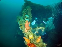 Дайверы пытаются разгадать тайну корабля, затонувшего у берегов Сахалина на глубине 27 метров, Фото: 2