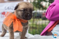 В рамках выставки беспородных собак в Южно-Сахалинске 8 питомцев обрели хозяев, Фото: 125