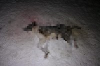 Бездомных собак отстреливают на Курилах , Фото: 2