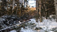 Сахалинские экологи выявили масштабную рубку леса на горе Большевик, Фото: 3