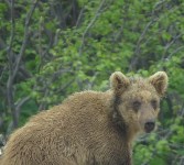 Молодой медведь пришёл на полигон в Северо-Курильске, Фото: 6