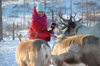 Якутские олени обживаются на севере Сахалина: фоторепортаж из Ногликского района, Фото: 60