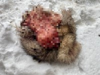 Убийство собаки в Холмске, Фото: 4