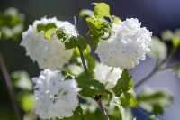 Сквер Таможенников открылся в Южно-Сахалинске, Фото: 10