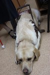 В южно-сахалинской поликлинике впервые появился пациент с собакой-поводырем, Фото: 5
