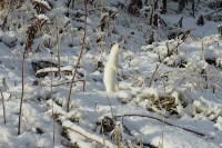 Фотосессия милых горностаев, Фото: 6