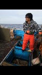 Более шести тонн неучтенного осьминога обнаружили на пяти японских судах у Курил, Фото: 8