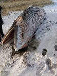 Мертвого кита вытащили на берег в Макаровском районе, Фото: 7